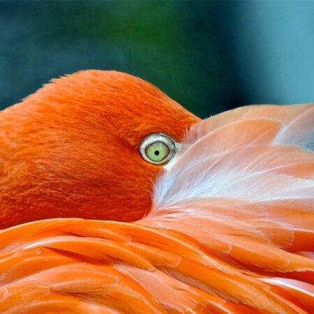 Flamingo Close up